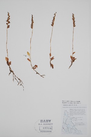  ( - CCDB-25898-F12)  @11 [ ] by (2022) Unspecified B.A. Bennett Herbarium (BABY)