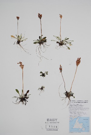  (Primula laurentiana - CCDB-25898-F3)  @11 [ ] by (2022) Unspecified B.A. Bennett Herbarium (BABY)