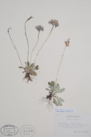  ( - CCDB-25898-F4)  @11 [ ] by (2022) Unspecified B.A. Bennett Herbarium (BABY)