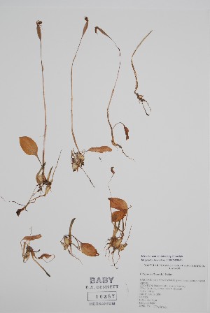  ( - CCDB-25898-F5)  @11 [ ] by (2022) Unspecified B.A. Bennett Herbarium (BABY)