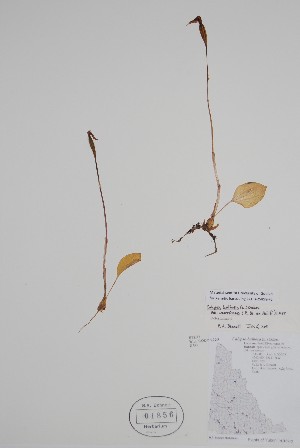  (Calypso bulbosa - CCDB-25898-F6)  @11 [ ] by (2022) Unspecified B.A. Bennett Herbarium (BABY)