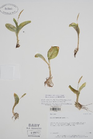  ( - CCDB-25898-G2)  @11 [ ] by (2022) Unspecified B.A. Bennett Herbarium (BABY)