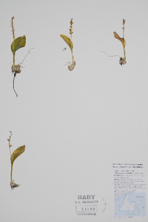  (Malaxis unifolia - CCDB-25898-G3)  @11 [ ] by (2022) Unspecified B.A. Bennett Herbarium (BABY)