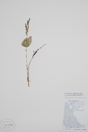  (Neottia - CCDB-25898-G5)  @11 [ ] by (2022) Unspecified B.A. Bennett Herbarium (BABY)
