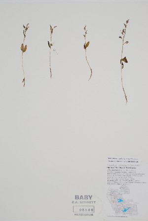  (Neottia - CCDB-25898-G6)  @11 [ ] by (2022) Unspecified B.A. Bennett Herbarium (BABY)