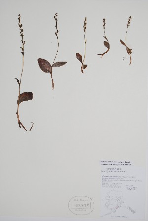  (Platanthera chorisiana - CCDB-25898-G8)  @11 [ ] by (2022) Unspecified B.A. Bennett Herbarium (BABY)