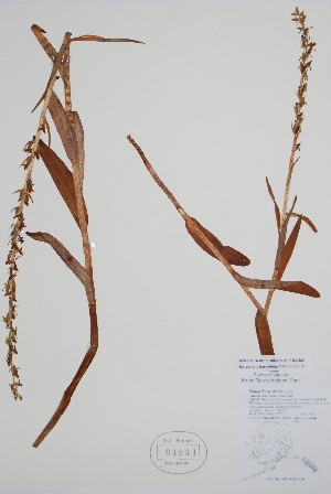  (Platanthera stricta - CCDB-25898-H1)  @11 [ ] by (2022) Unspecified B.A. Bennett Herbarium (BABY)