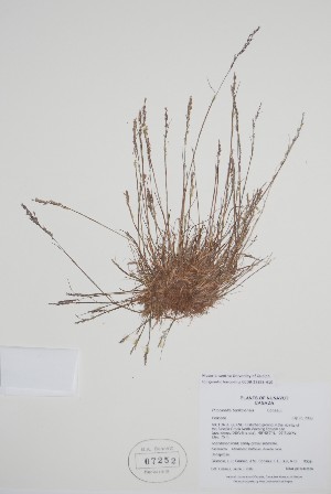 (Puccinellia banksiensis - CCDB-25898-H10)  @11 [ ] by (2022) Unspecified B.A. Bennett Herbarium (BABY)