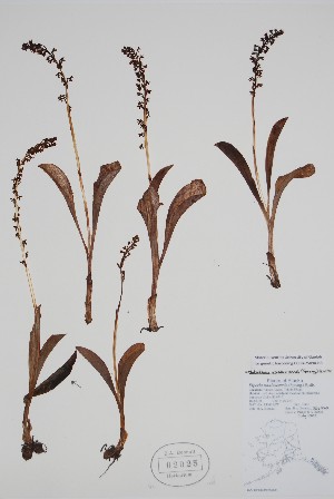  (Platanthera - CCDB-25898-H3)  @11 [ ] by (2022) Unspecified B.A. Bennett Herbarium (BABY)