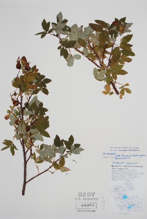  (Rosa acicularis - CCDB-25898-H8)  @11 [ ] by (2022) Unspecified B.A. Bennett Herbarium (BABY)