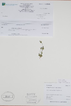  ( - BABY-08523)  @11 [ ] CreativeCommons  Attribution (Bruce A. Bennett) (2018) Unspecified B.A. Bennett Yukon Herbarium
