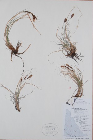  ( - BABY-05498)  @11 [ ] CreativeCommons  Attribution (Bruce A. Bennett) (2018) Unspecified B.A. Bennett Yukon Herbarium