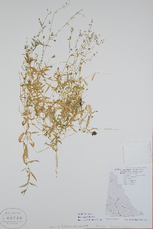  (Stellaria borealis - BABY-00740)  @11 [ ] CreativeCommons  Attribution (Bruce A. Bennett) (2018) Unspecified B.A. Bennett Yukon Herbarium