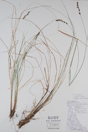  (Carex diandra - BABY-10428)  @11 [ ] CreativeCommons  Attribution (Bruce A. Bennett) (2018) Unspecified B.A. Bennett Yukon Herbarium