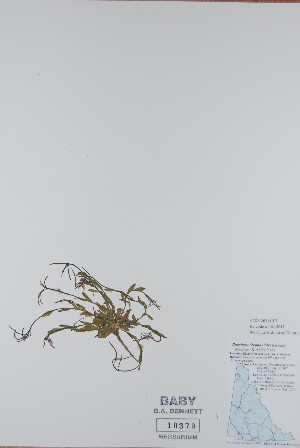  ( - BABY-10379)  @11 [ ] CreativeCommons  Attribution (Bruce A. Bennett) (2018) Unspecified B.A. Bennett Yukon Herbarium