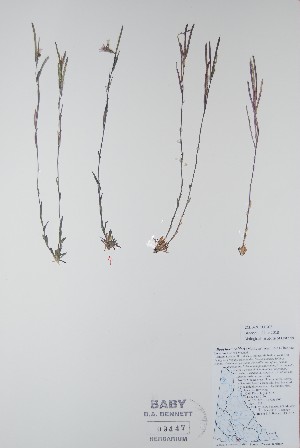  ( - BABY-09447)  @11 [ ] CreativeCommons  Attribution (Bruce A. Bennett) (2018) Unspecified B.A. Bennett Yukon Herbarium