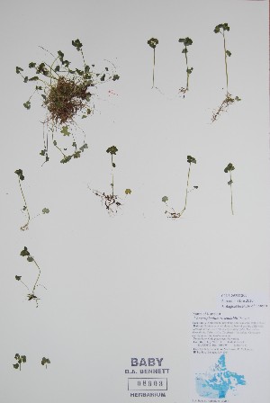  ( - BABY-08903)  @11 [ ] CreativeCommons  Attribution (Bruce A. Bennett) (2018) Unspecified B.A. Bennett Yukon Herbarium