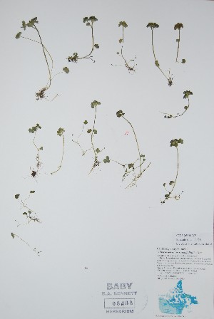  ( - BABY-08433)  @11 [ ] CreativeCommons  Attribution (Bruce A. Bennett) (2018) Unspecified B.A. Bennett Yukon Herbarium