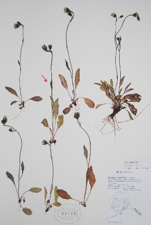  ( - BABY-02125)  @11 [ ] CreativeCommons  Attribution (Bruce A. Bennett) (2018) Unspecified B.A. Bennett Yukon Herbarium