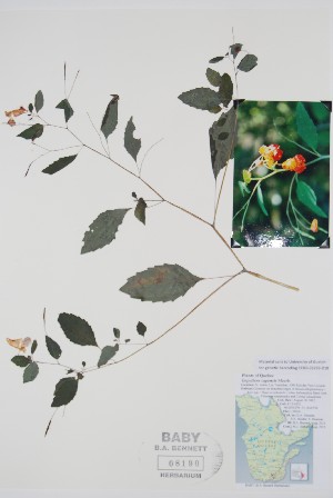  ( - BABY-08190)  @11 [ ] CreativeCommons - Attribution (2019) Unspecified Unspecified