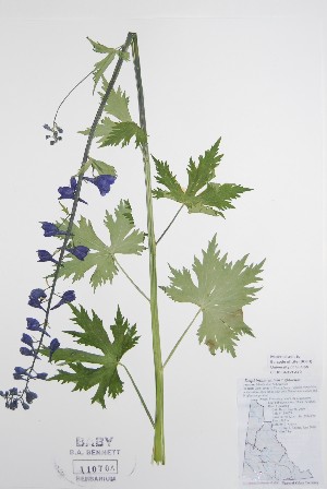  (Delphinium elatum x glaucum - BABY-11070)  @11 [ ] CreativeCommons - Attribution (2020) Unspecified B.A. Bennett Herbarium (BABY)