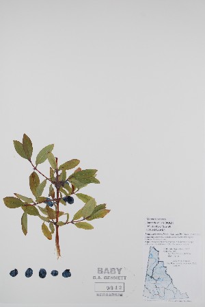  (Lonicera caerulea - BABY-09942)  @11 [ ] CreativeCommons - Attribution (2020) Unspecified B.A. Bennett Herbarium (BABY)