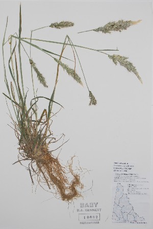  (Trisetum montanum - BABY-10692)  @11 [ ] CreativeCommons - Attribution (2020) Unspecified B.A. Bennett Herbarium (BABY)