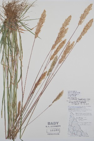  (Trisetum montanum - BABY-08868)  @11 [ ] CreativeCommons - Attribution (2020) Unspecified B.A. Bennett Herbarium (BABY)