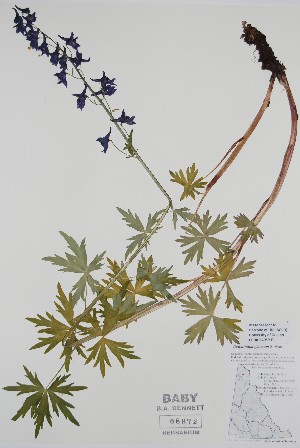  (Delphinium glaucum - BABY-08872)  @11 [ ] CreativeCommons - Attribution (2020) Unspecified B.A. Bennett Herbarium (BABY)