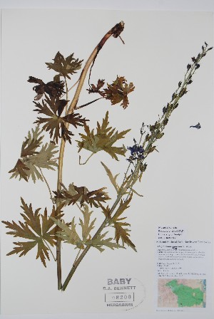  ( - BABY-08200)  @11 [ ] CreativeCommons - Attribution (2020) Unspecified B.A. Bennett Herbarium (BABY)