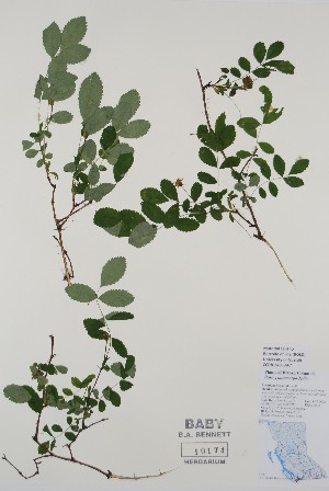  ( - BABY-10174)  @11 [ ] CreativeCommons - Attribution (2020) Unspecified B.A. Bennett Herbarium (BABY)