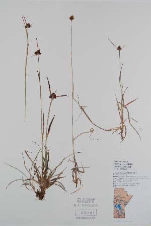  (Luzula groenlandica - BABY-09081)  @11 [ ] CreativeCommons - Attribution (2020) Unspecified B.A. Bennett Herbarium (BABY)