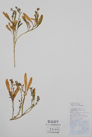  ( - BABY-11132)  @11 [ ] by (2020) Unspecified B.A. Bennett Herbarium (BABY)