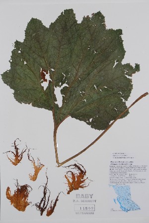  (Gunnera manicata - BABY-11502)  @11 [ ] by (2020) Unspecified B.A. Bennett Herbarium (BABY)