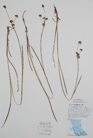  ( - BABY-11504)  @11 [ ] by (2020) Unspecified B.A. Bennett Herbarium (BABY)