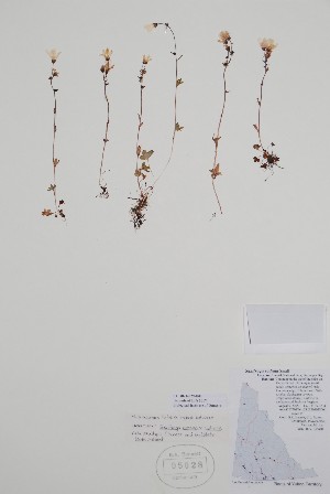  ( - BABY-05028)  @11 [ ] by (2020) Unspecified B.A. Bennett Herbarium (BABY)