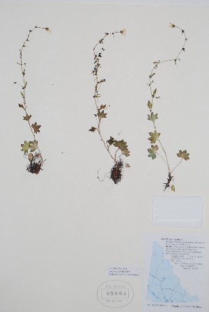  (Saxifraga cernua - BABY-05864)  @11 [ ] by (2020) Unspecified B.A. Bennett Herbarium (BABY)