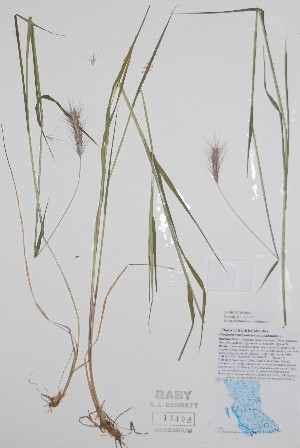  ( - BABY-11496)  @11 [ ] by (2020) Unspecified B.A. Bennett Herbarium (BABY)