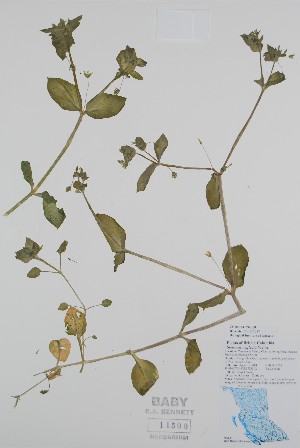  ( - BABY-11500)  @11 [ ] by (2020) Unspecified B.A. Bennett Herbarium (BABY)