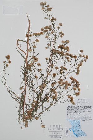  (Symphyotrichum ericoides var. pansum x Symphyotrichum bracteolatum - BABY-11505)  @11 [ ] by (2020) Unspecified B.A. Bennett Herbarium (BABY)