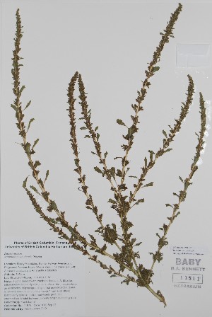  (Amaranthus x budensis - BABY-11511)  @11 [ ] by (2020) Unspecified B.A. Bennett Herbarium (BABY)