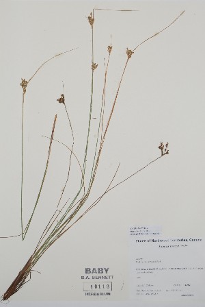  ( - BABY-10112)  @11 [ ] by (2020) Unspecified B.A. Bennett Herbarium (BABY)
