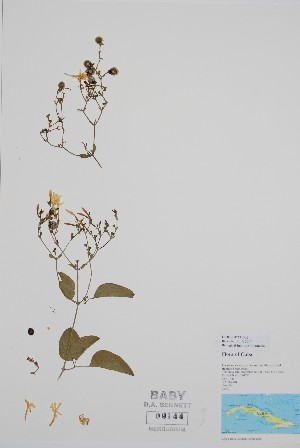  (Jasminum fluminense - BABY-09144)  @11 [ ] by (2020) Unspecified B.A. Bennett Herbarium (BABY)