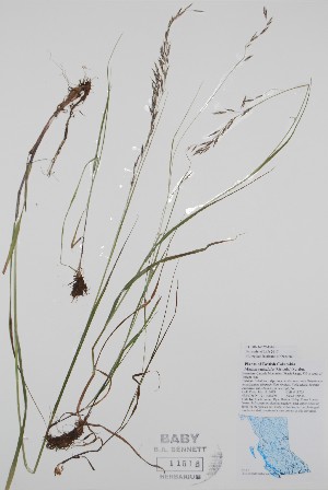  ( - BABY-11516)  @11 [ ] by (2020) Unspecified B.A. Bennett Herbarium (BABY)