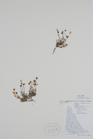  (Cherleria arctica - BABY-01492)  @11 [ ] by (2020) Unspecified B.A. Bennett Herbarium (BABY)