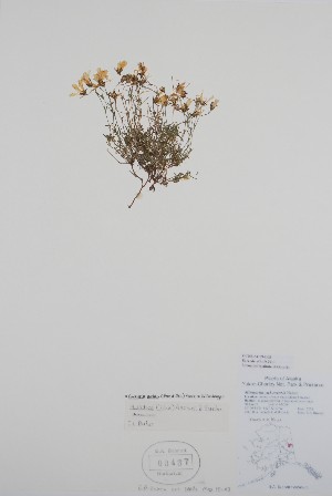  ( - BABY-03437)  @11 [ ] by (2020) Unspecified B.A. Bennett Herbarium (BABY)