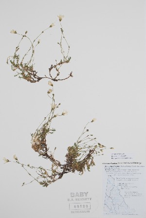  (Cherleria arctica xx Cherleria obtusiloba - BABY-09120)  @11 [ ] by (2020) Unspecified B.A. Bennett Herbarium (BABY)