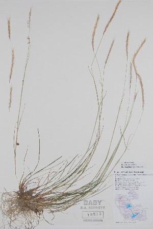 (x Elyhordeum - BABY-10513)  @11 [ ] by (2020) Unspecified B.A. Bennett Herbarium (BABY)