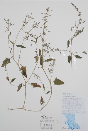  ( - BABY-11526)  @11 [ ] by (2020) Unspecified B.A. Bennett Herbarium (BABY)
