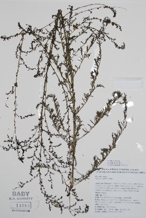  ( - BABY-11533)  @11 [ ] by (2020) Unspecified B.A. Bennett Herbarium (BABY)